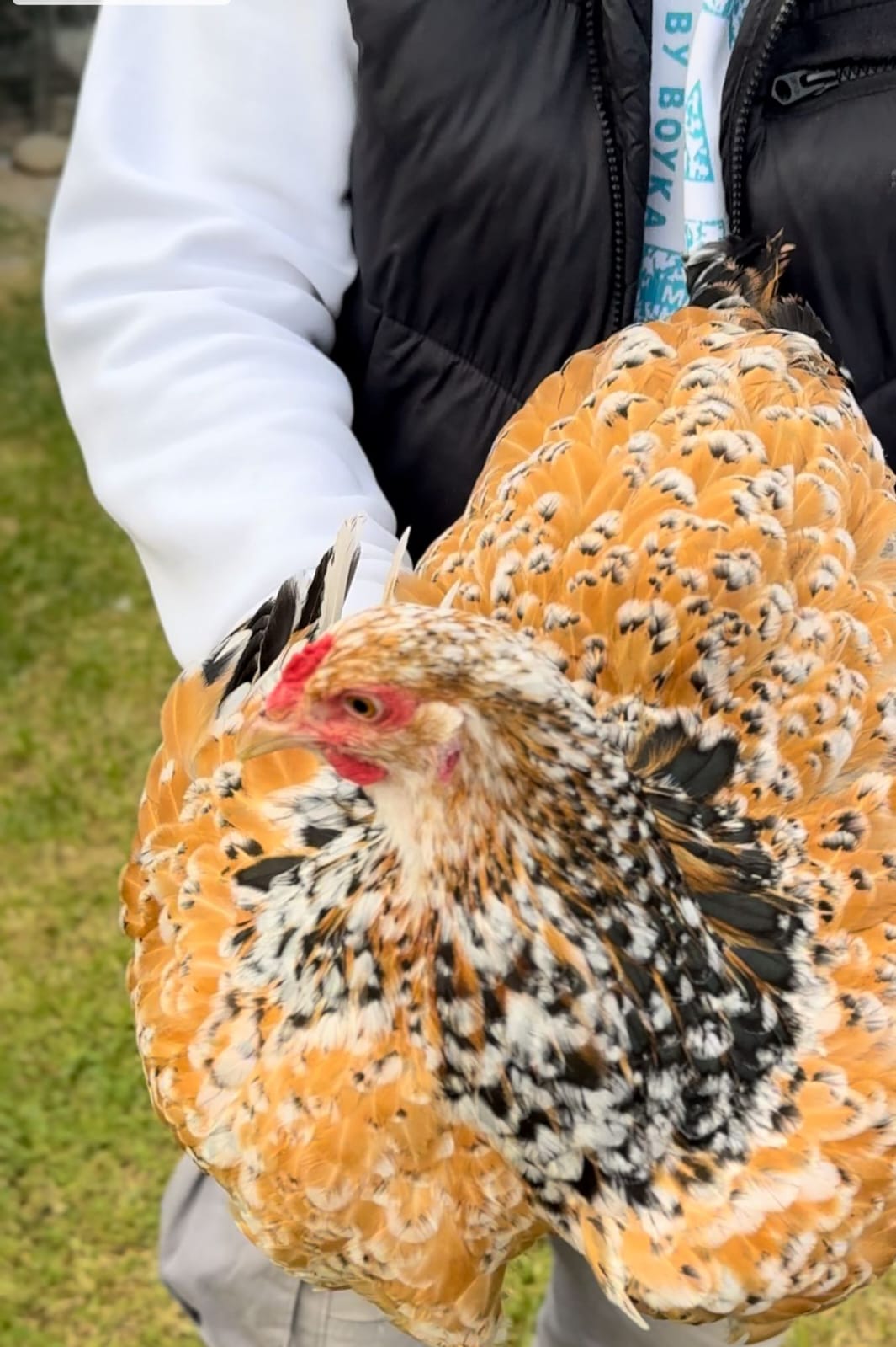 Porcelain Brahma Chicken