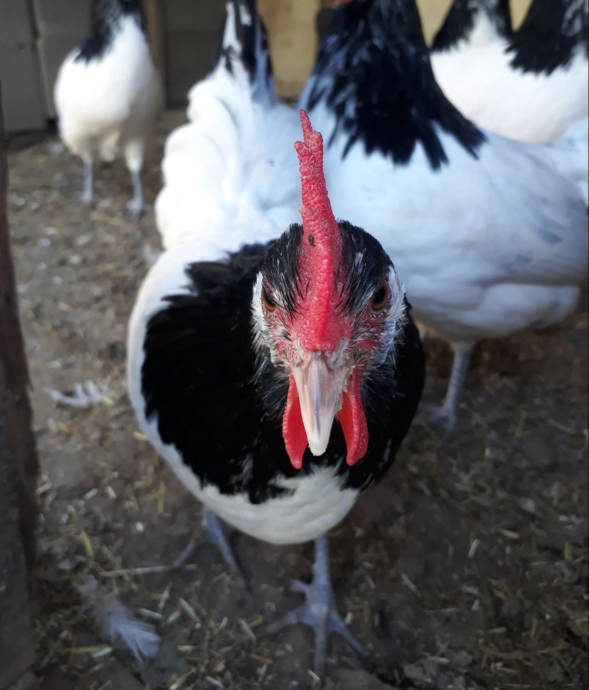 Lakenvelder Chicken