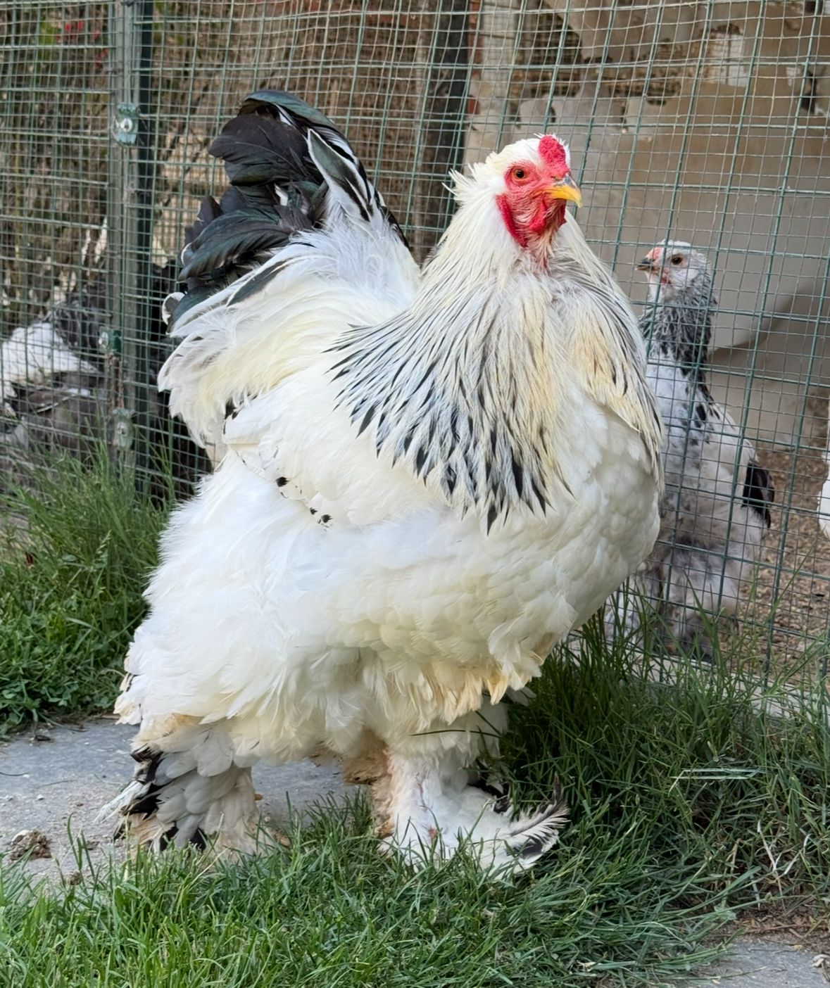 Light Brahma Chicken