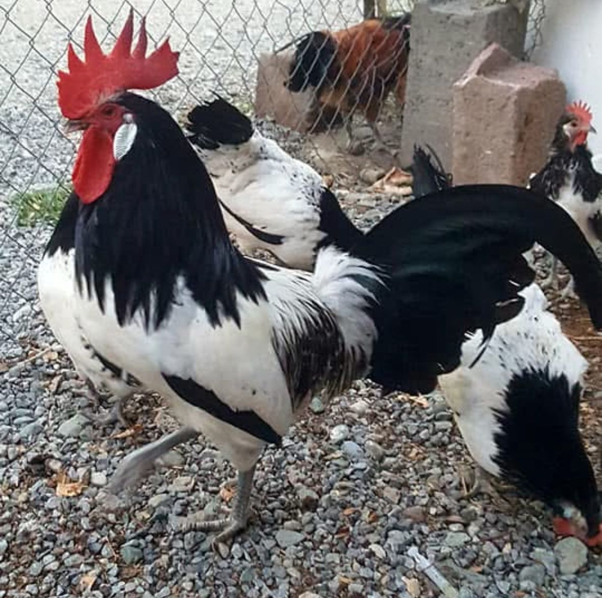 Lakenvelder Chicken
