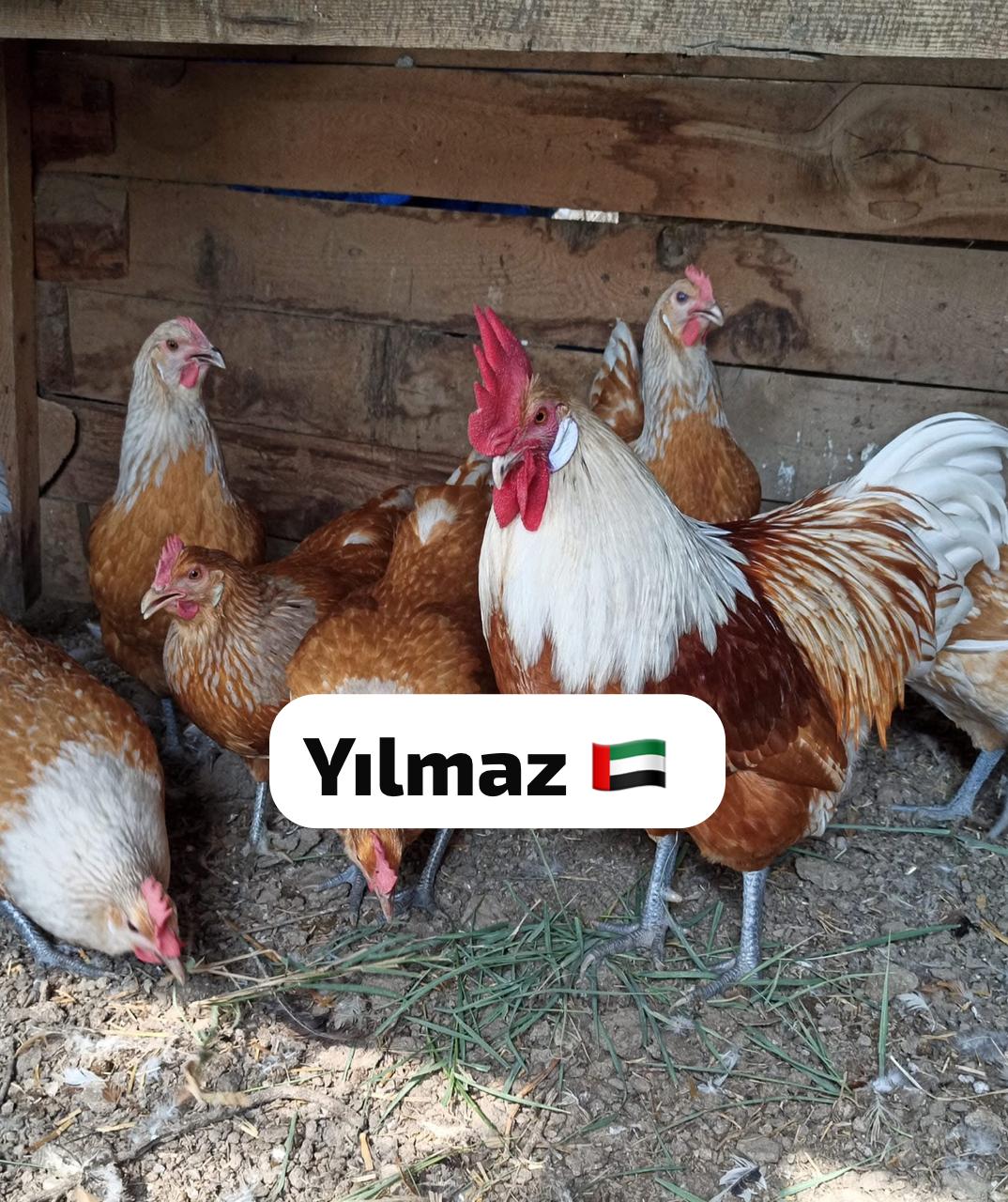 White Vorwerk Chicken