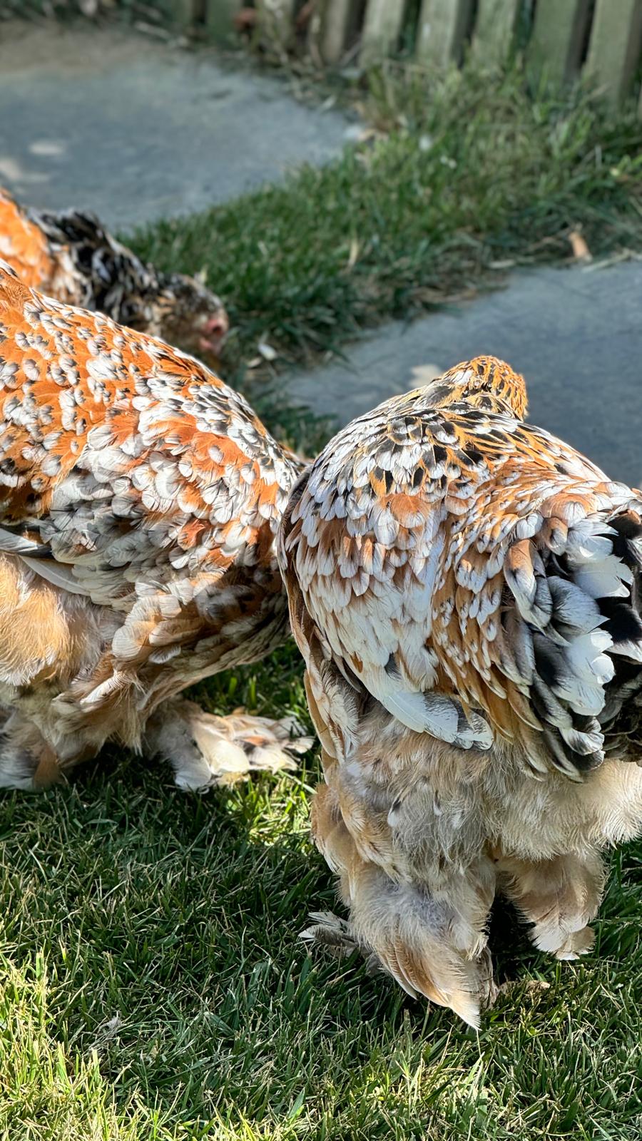 Porcelain Brahma Chicken