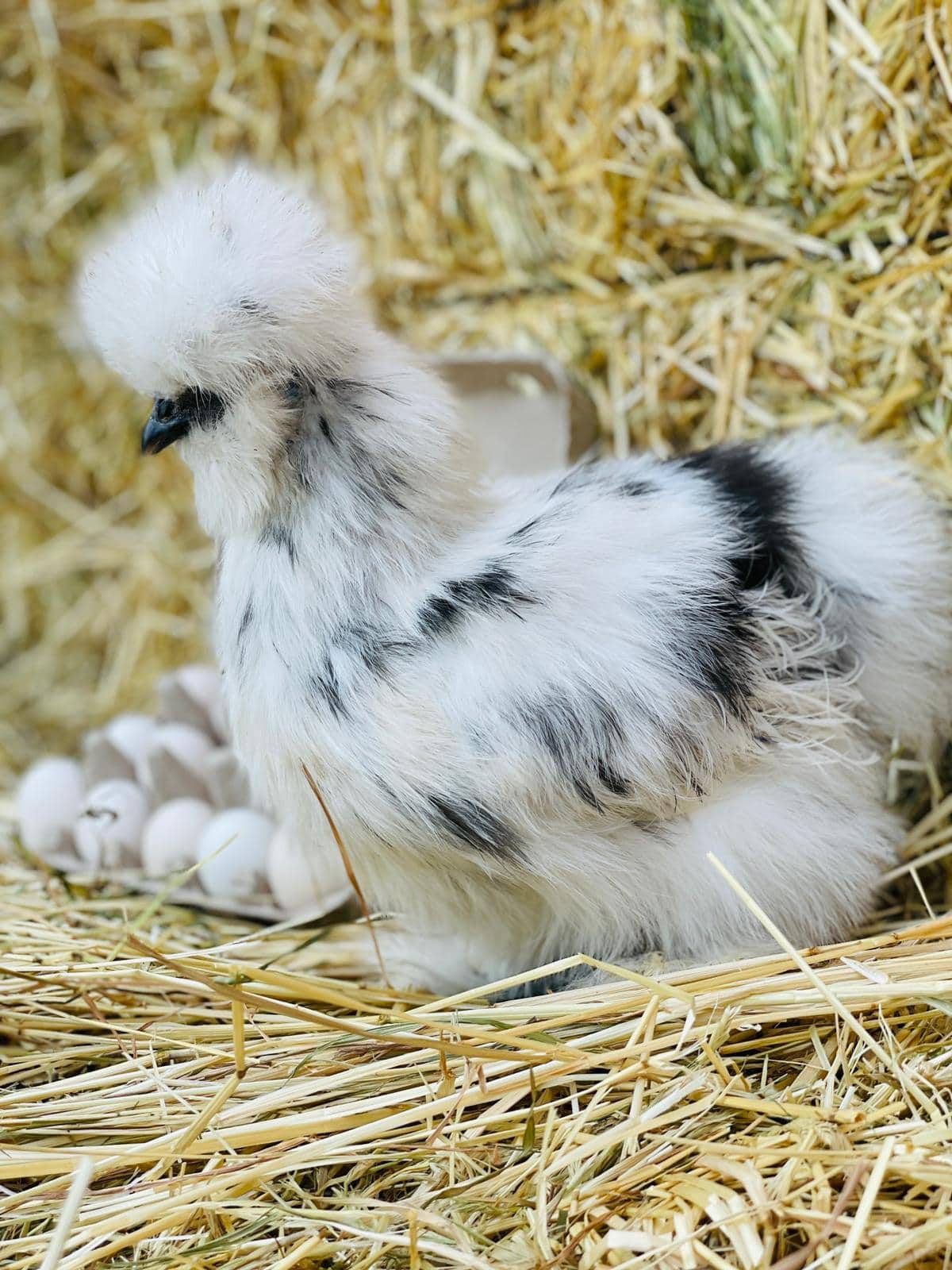 Paint Silkie Chicken