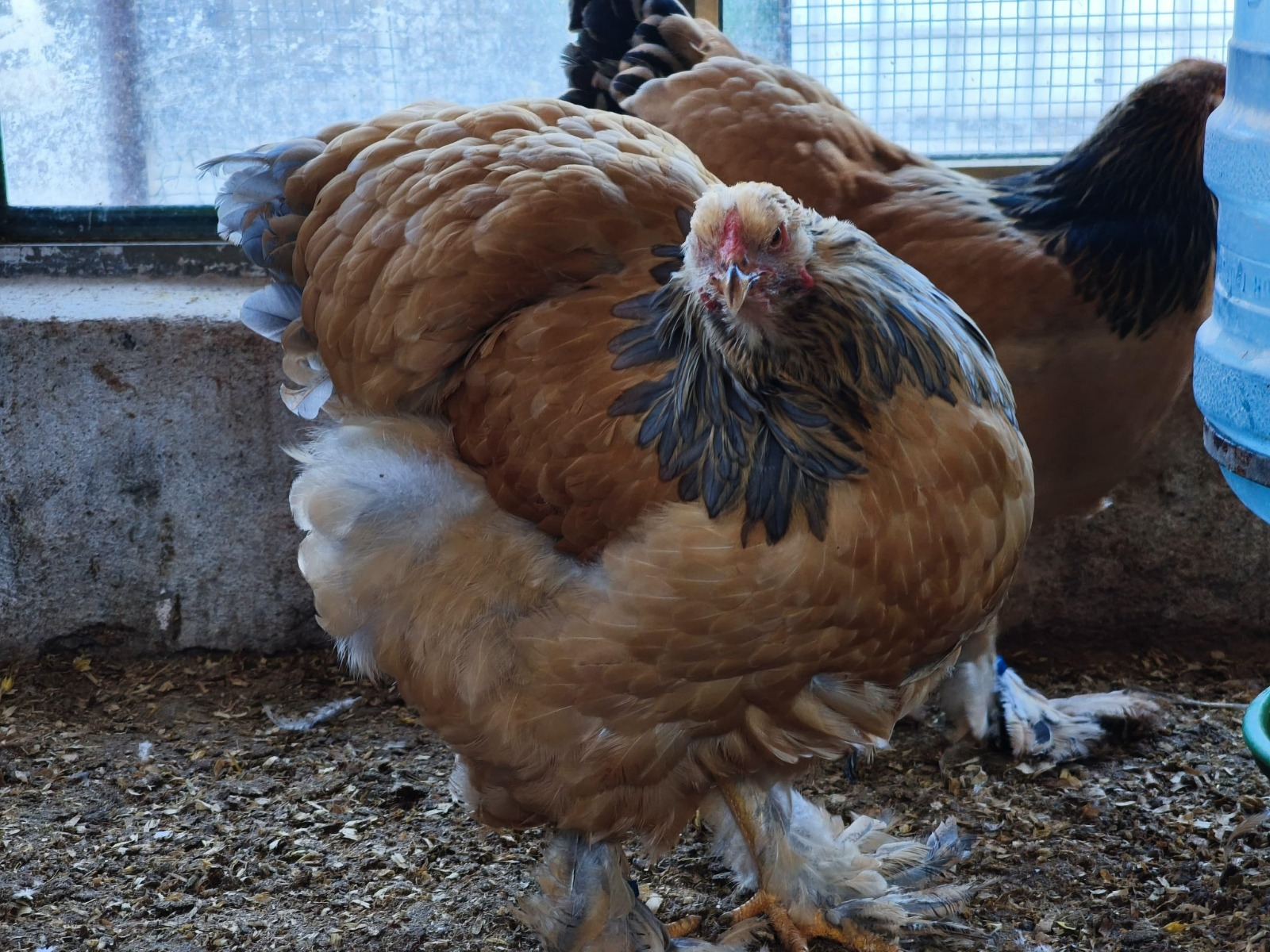 Buff Brahma Chicken