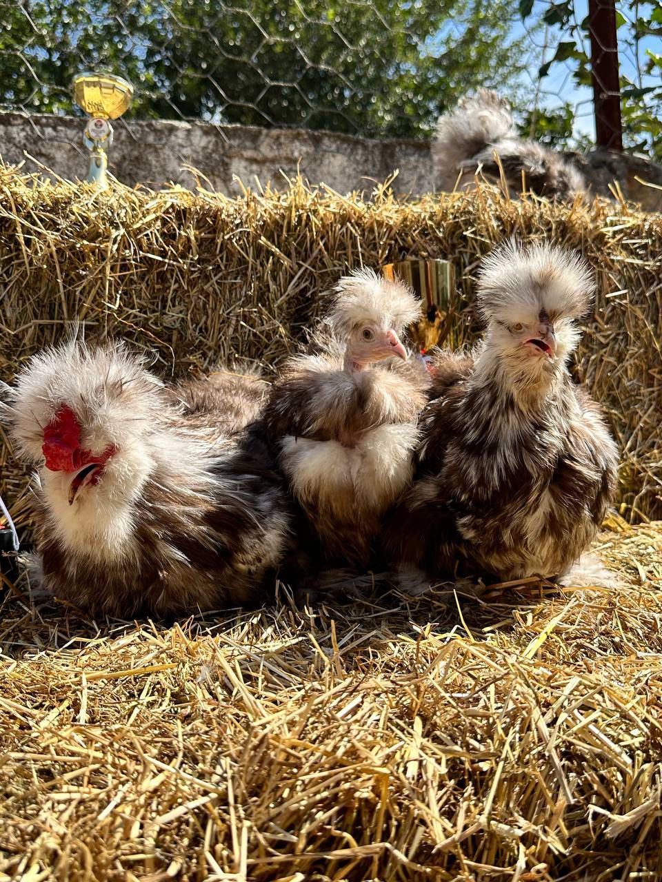 Black Mottled Silkie Chicken