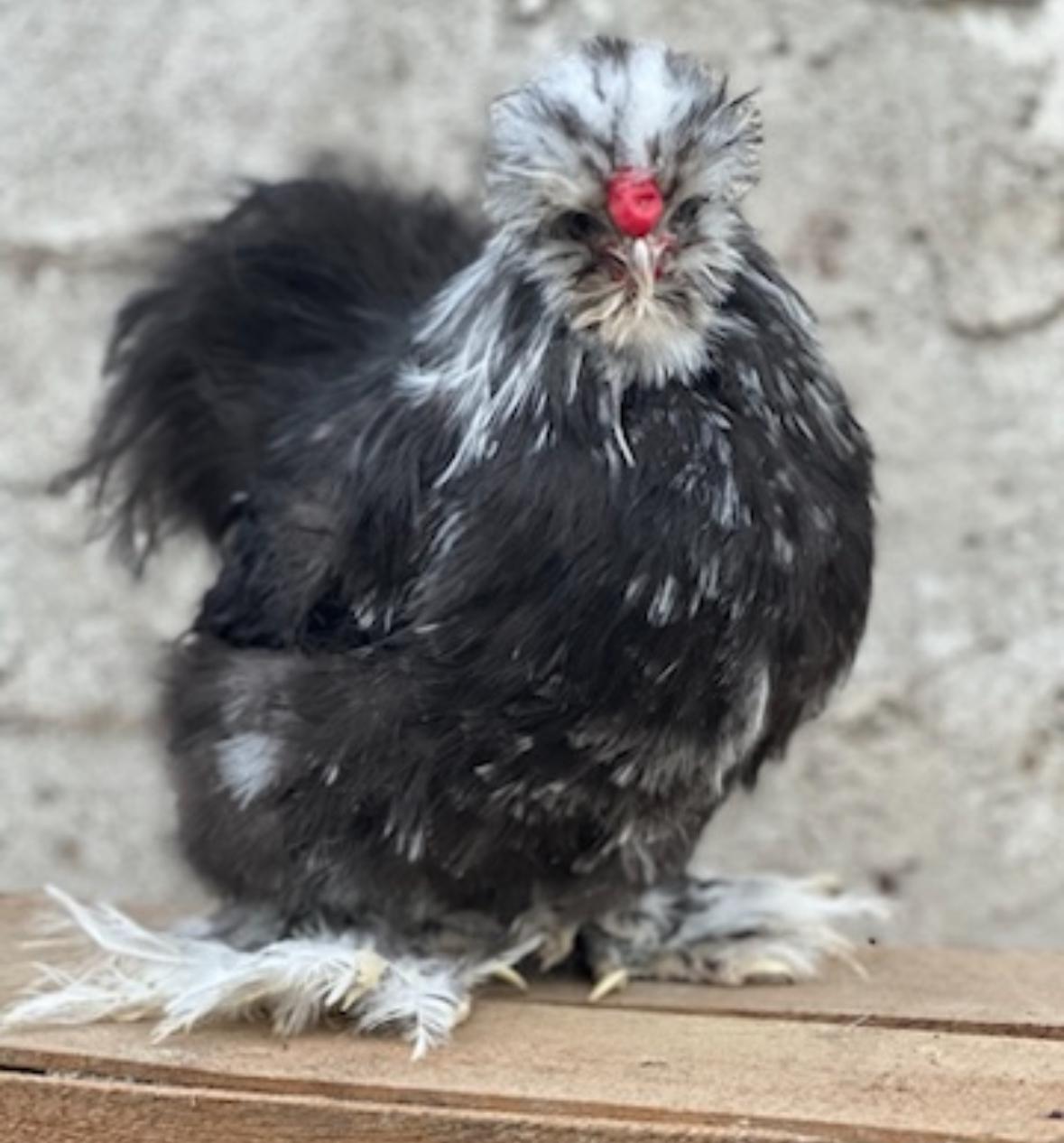 Black Mottled Silkie Chicken