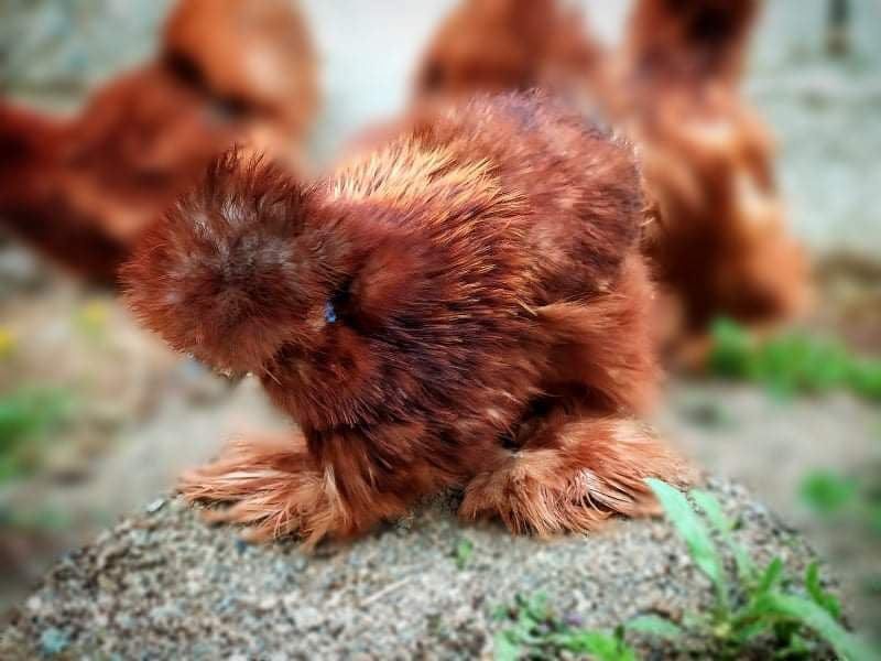 Red Silkie Chicken