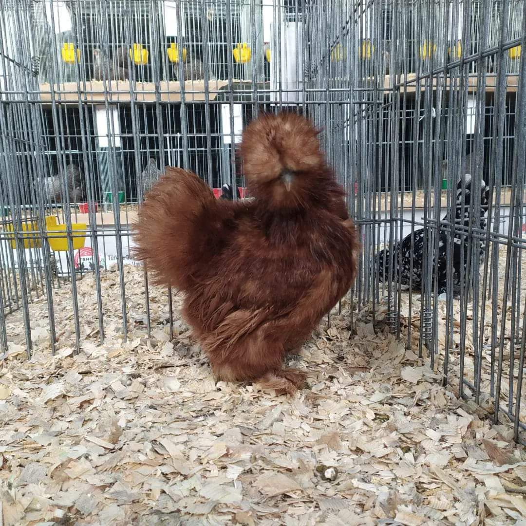 Red Silkie Chicken