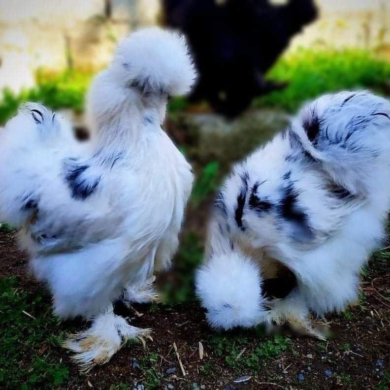 Paint Silkie Chicken